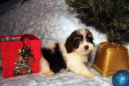 havanese-puppies